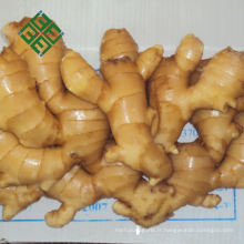 chinois gingembre jaune 250g spécification de gingembre frais